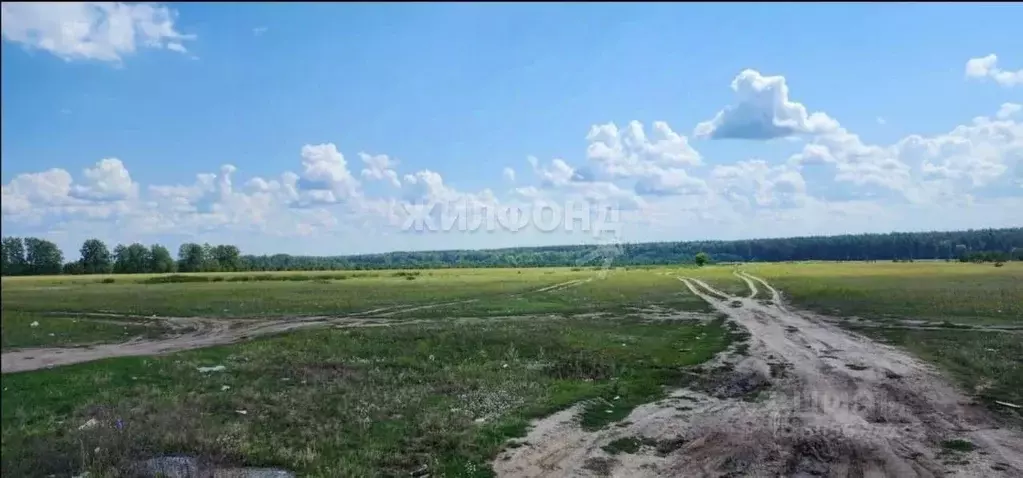 участок в новосибирская область, ордынский район, пос. чернаково . - Фото 0