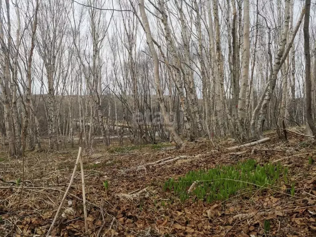 Участок в Камчатский край, Елизовский муниципальный округ, пос. ... - Фото 1