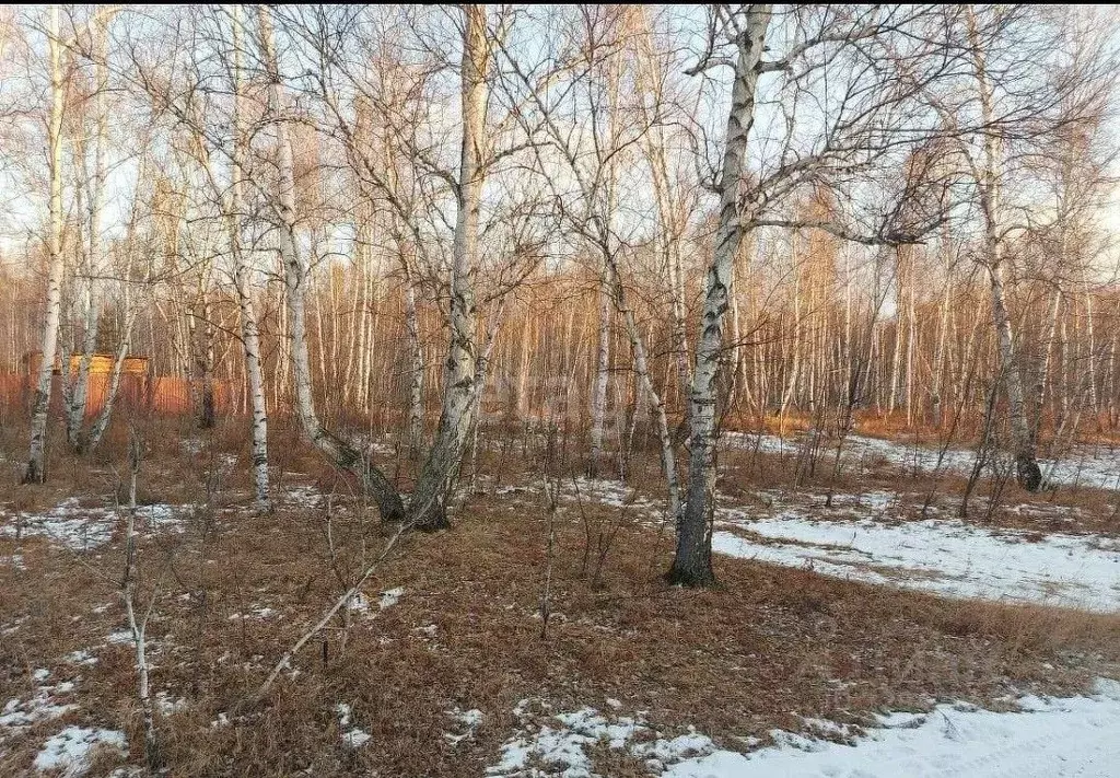 Участок в Забайкальский край, Читинский муниципальный округ, ... - Фото 1