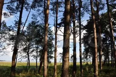 Участок 94 сот. (СНТ, ДНП) - Фото 0