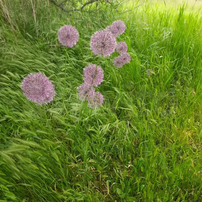 Участок 55 сот. (ИЖС) - Фото 0