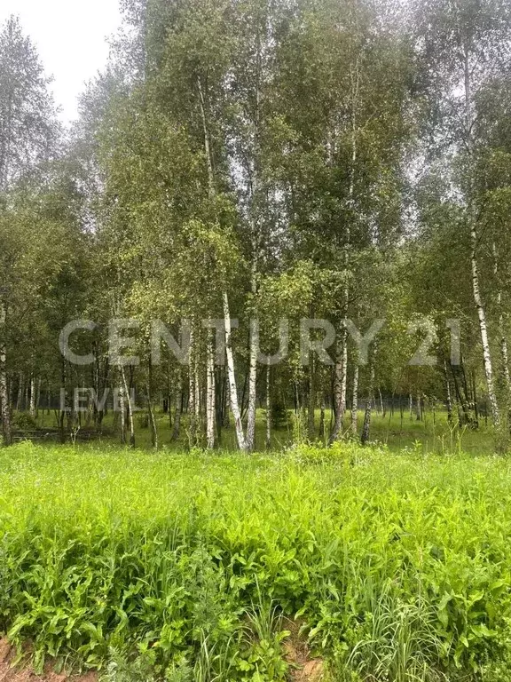 Участок в Калужская область, Боровский муниципальный округ, Ворсино ... - Фото 2