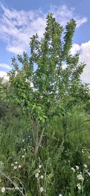 Участок в Ростовская область, Красный Сулин Благовещенская ул. (10.0 ... - Фото 2