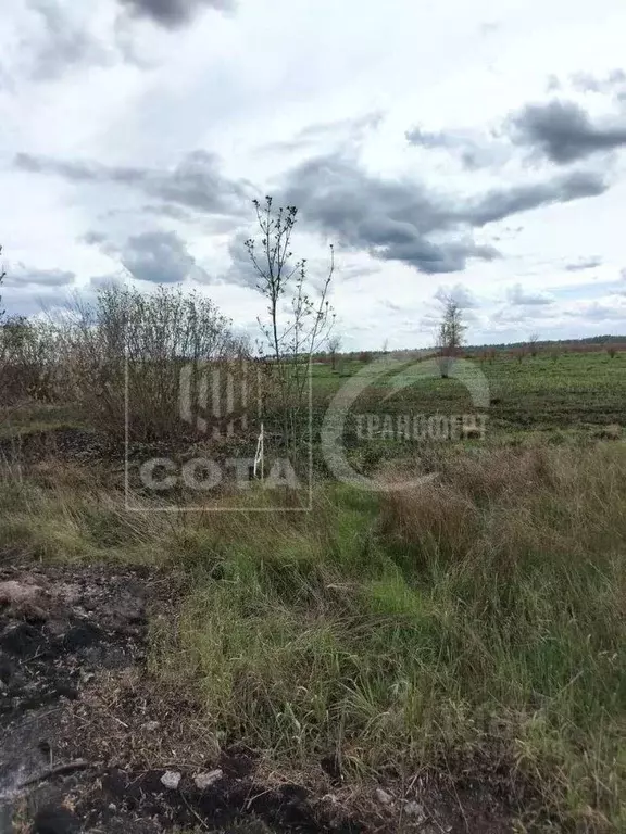 Участок в Воронежская область, Новоусманский район, Усманское 1-е ... - Фото 1