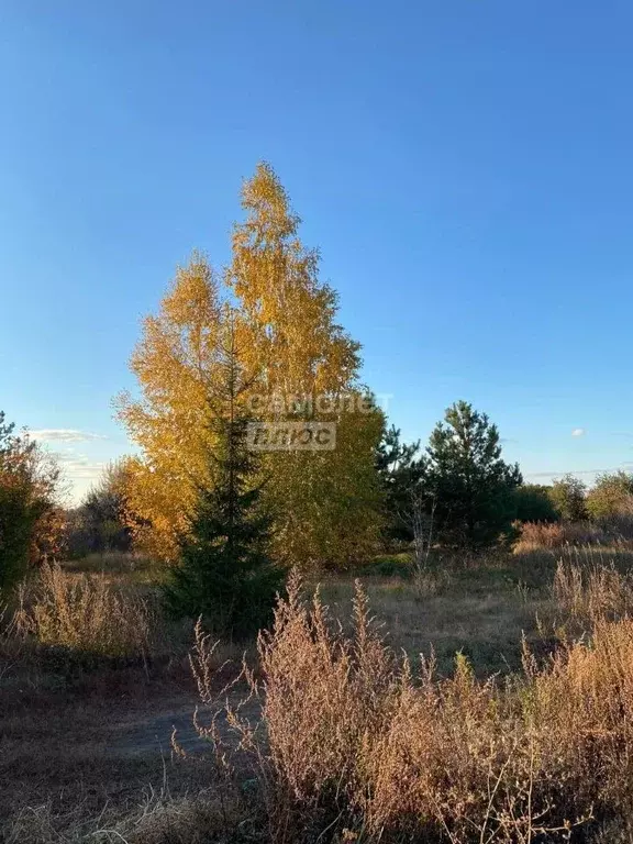 Участок в Саратовская область, Балаковский район, Натальинское ... - Фото 1