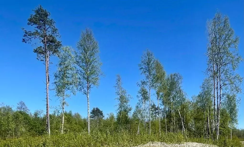 Участок в Новгородская область, Валдай ул. Якова Зимина, 3 (15.0 сот.) - Фото 1