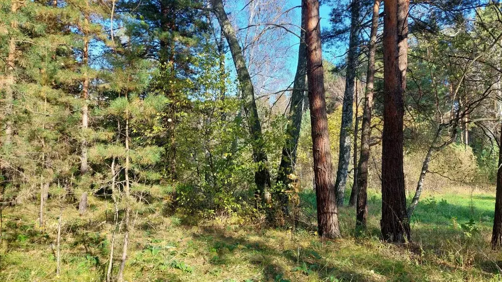 Участок в Алтайский край, Барнаул городской округ, пос. Мохнатушка ул. ... - Фото 1