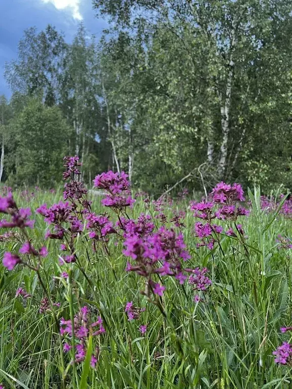 Участок в Московская область, Раменский городской округ, Елкино кп ул. ... - Фото 0