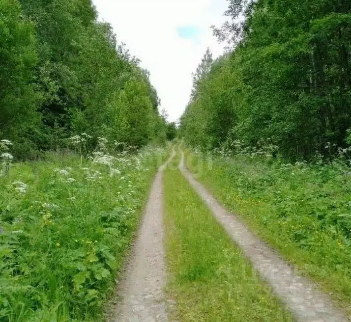 Участок в Костромская область, Чухломский район, Повалихинское с/пос, ... - Фото 1