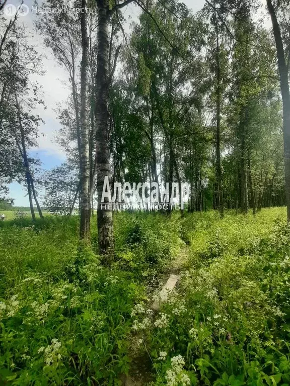 Участок в Ромашкинское сельское поселение (200 м) - Фото 2