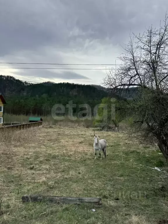 Участок в Алтай, Майминский район, Усть-Мунинское с/пос, пос. Барангол ... - Фото 1