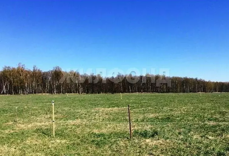 Участок в Новосибирская область, Новосибирский район, Станционный ... - Фото 0