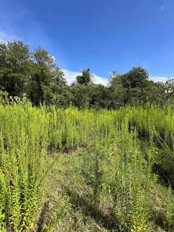 Участок в Краснодарский край, Сочи городской округ, с. Черешня ул. ... - Фото 0