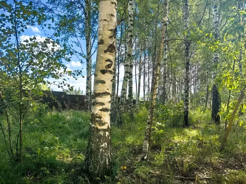 Участок в Тверская область, Кимрский муниципальный округ, Боринка СНТ  ... - Фото 1