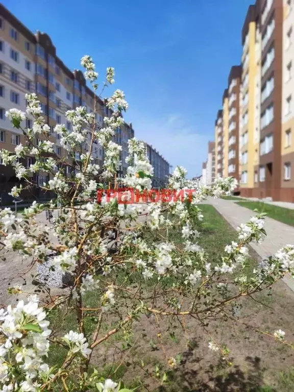1-к кв. Новосибирская область, Новосибирский район, Мичуринский ... - Фото 0