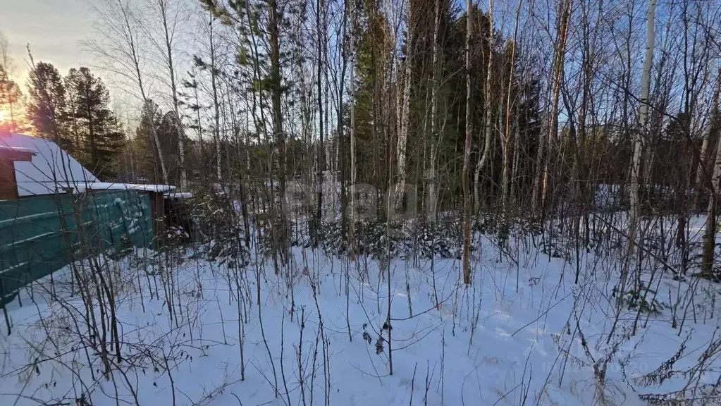 Участок в Ханты-Мансийский АО, Ханты-Мансийск Тайга-2 СОТ, 12 (6.08 ... - Фото 2