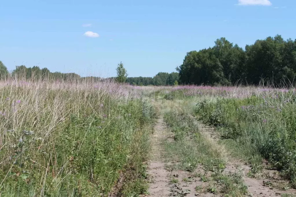 Участок в Тюменская область, Нижнетавдинский муниципальный округ, с. ... - Фото 1