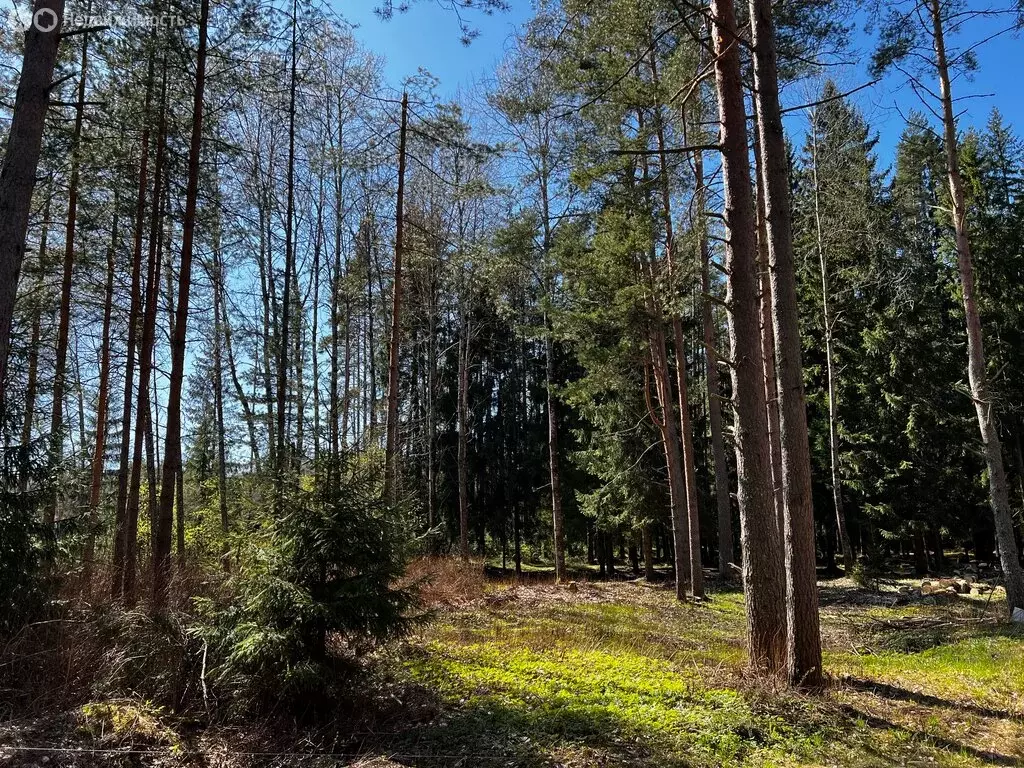 Участок в посёлок Репино, Цветочная улица (13 м) - Фото 1