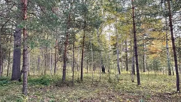 Участок в Тюменская область, Тюмень ул. Лесной Пруд (15.0 сот.) - Фото 1