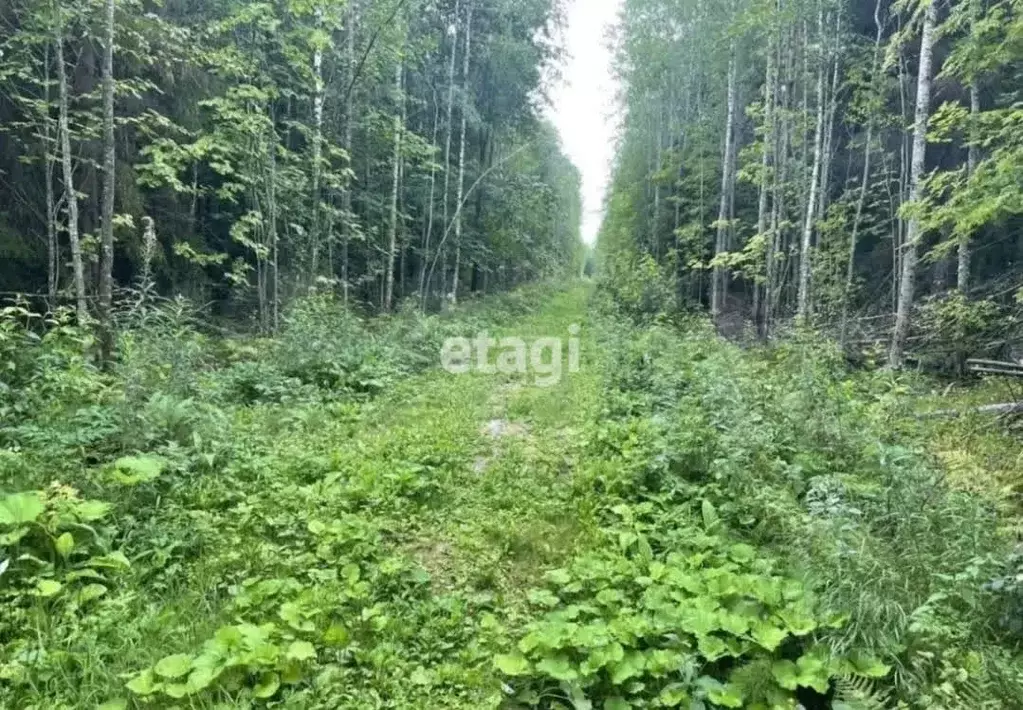 участок в ленинградская область, волховский район, кисельнинское . - Фото 1