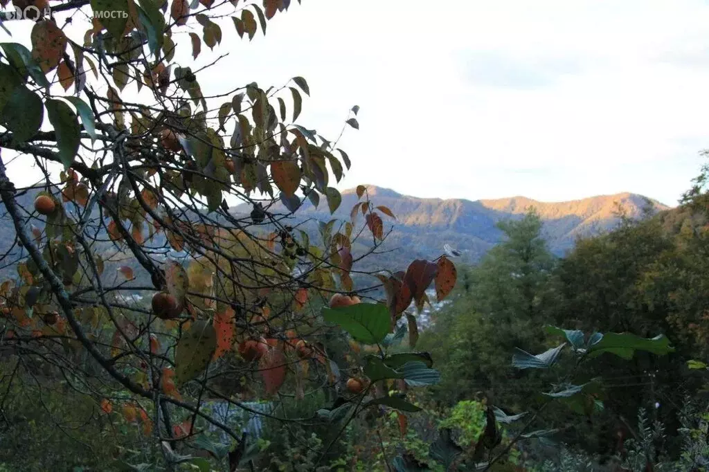 Дом в Краснодарский край, городской округ Сочи, село Пластунка, улица ... - Фото 1