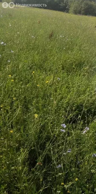 Участок в Усть-Погожье, Центральная улица (482896 м) - Фото 2