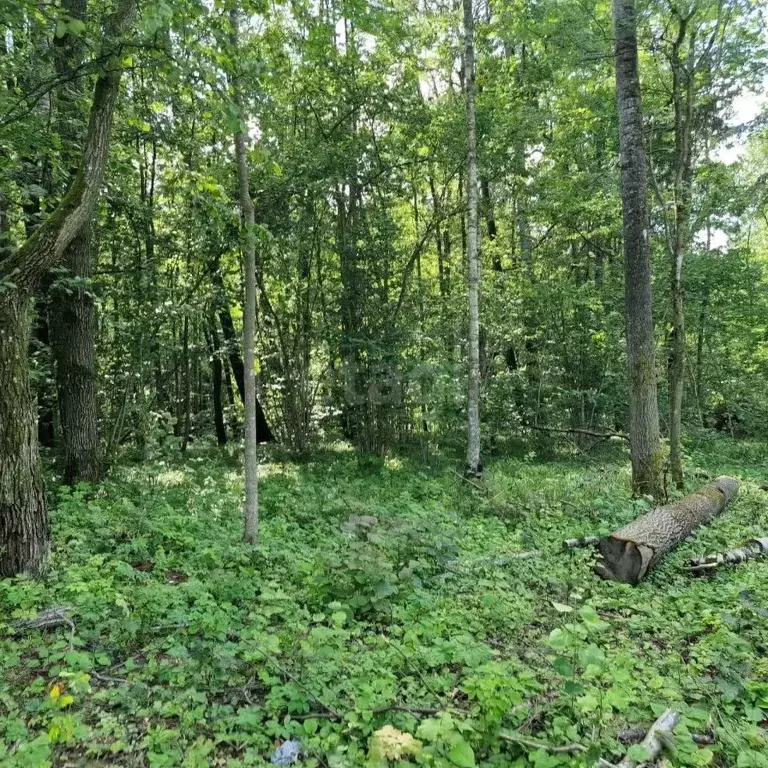 Участок в Калужская область, Боровский муниципальный округ, Совьяки ... - Фото 2