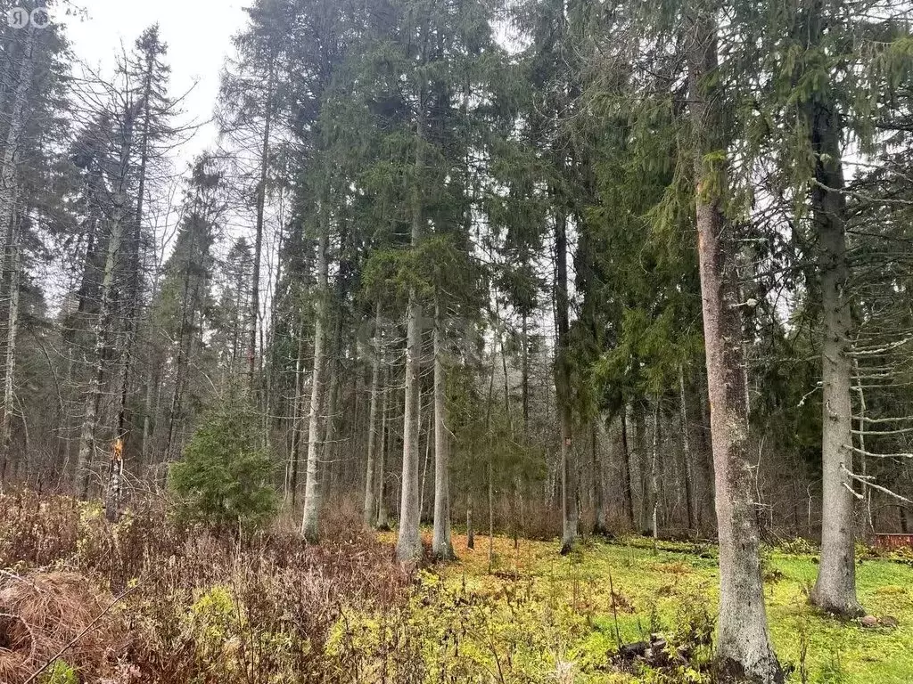 Участок в Ленинградская область, Гатчинский муниципальный округ, ... - Фото 1