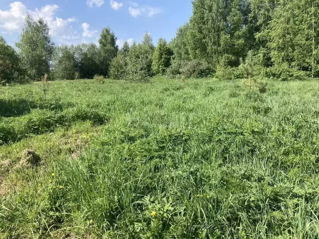 Участок в Костромская область, Красносельский район, Боровиковское ... - Фото 1