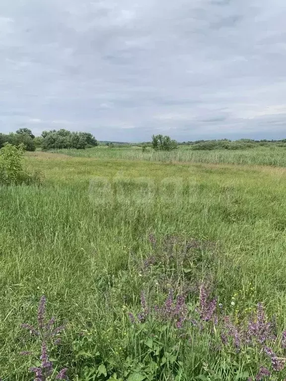 Участок в Белгородская область, Вейделевский район, с. Большие Липяги ... - Фото 1