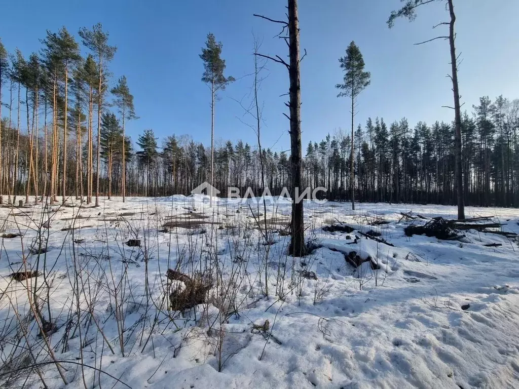 Участок в Ленинградская область, Всеволожский район, Свердловское ... - Фото 2