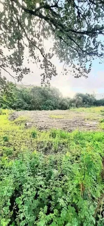 Участок в Новгородская область, Новгородский район, Ермолинское с/пос, ... - Фото 2