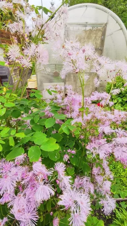Дом в Архангельская область, Приморский муниципальный округ, Исток СНТ ... - Фото 2
