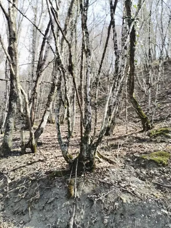 Участок в село Возрождение, улица Мягкая Щель (42 м) - Фото 1