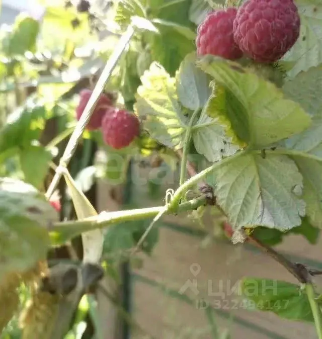 Участок в Вологодская область, Вологда Медик садоводческое ... - Фото 1