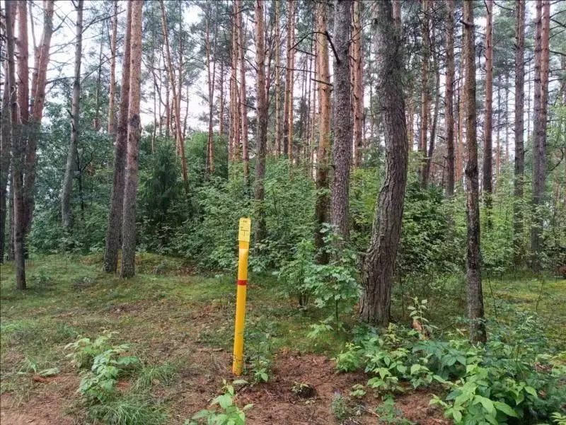 Участок в Ленинградская область, Ломоносовский район, Большая Ижора ... - Фото 1