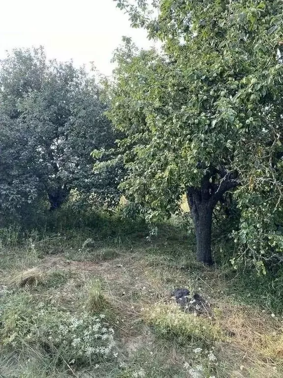 Участок в Белгородская область, Корочанский район, Шеинское с/пос, с. ... - Фото 2