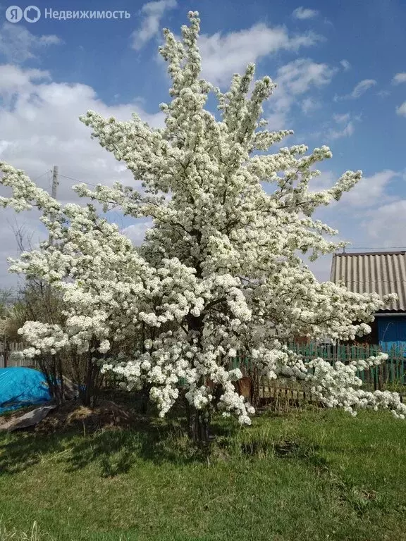 Участок в Красноярск, садоводческое некоммерческое товарищество ... - Фото 0