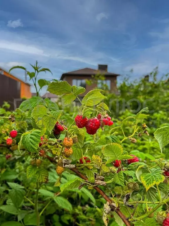 Коттедж в Липецкая область, Липецкий муниципальный округ, д. Кулешовка ... - Фото 1