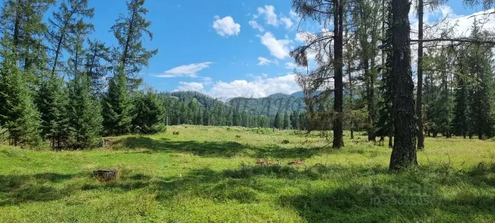 Дом в Алтай, Шебалинский район, с. Черга ул. Осипова (24 м) - Фото 1