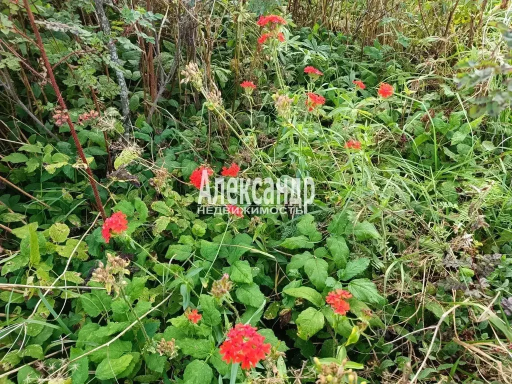 Участок в Ленинградская область, Гатчинский муниципальный округ, ... - Фото 1