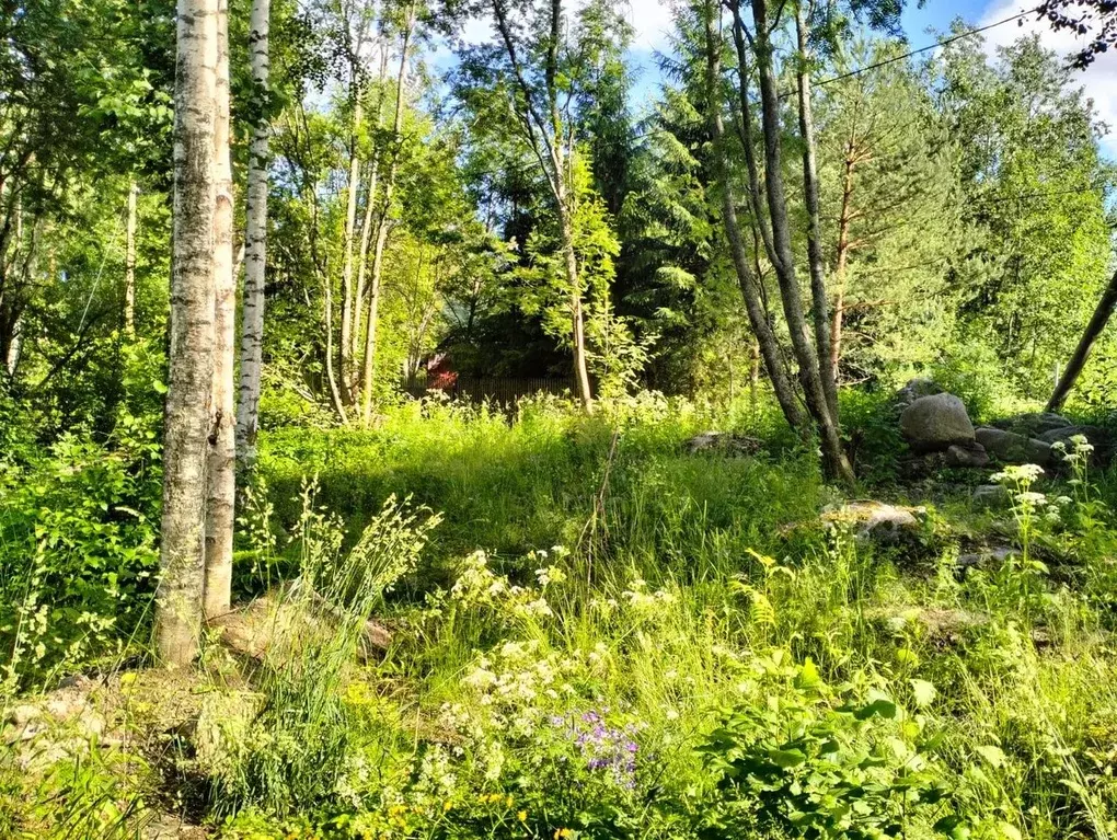 Участок в Ленинградская область, Приозерский район, Мельниковское ... - Фото 1