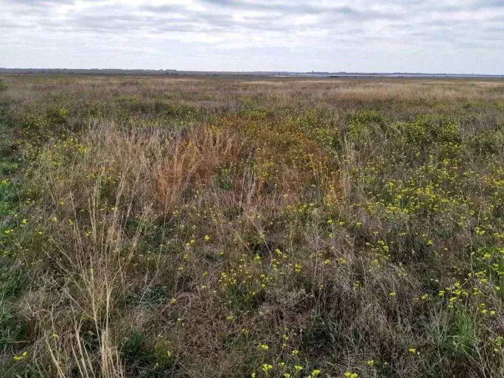 Участок в Крым, Евпатория городской округ, Мирный пгт проезд Коса ... - Фото 2