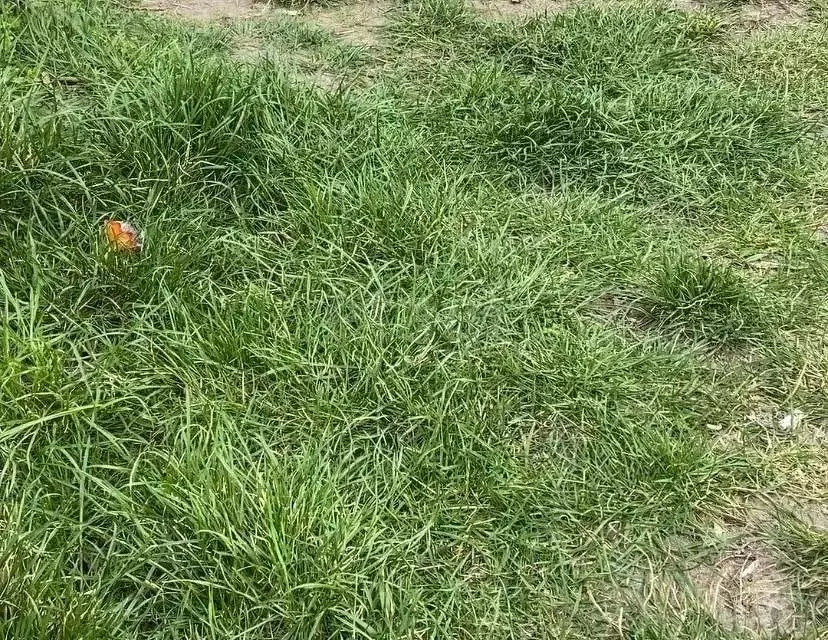 Участок в Ростовская область, Аксайский район, Ольгинское с/пос, ... - Фото 1