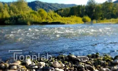 Участок в Алтайский край, Краснощековский район, Чинетинский ... - Фото 1