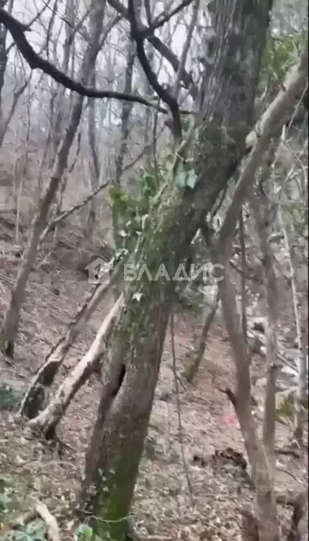 Участок в Крым, Ялта муниципальный округ, Голубой Залив пгт  (6.0 ... - Фото 1