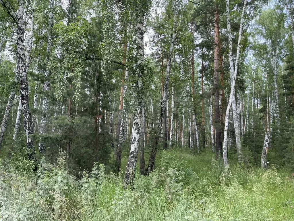 Участок 12,5 сот. (ИЖС) - Фото 1