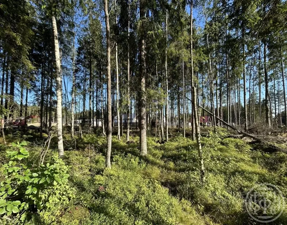 Участок в Ленинградская область, Сертолово Всеволожский район, Медное ... - Фото 1