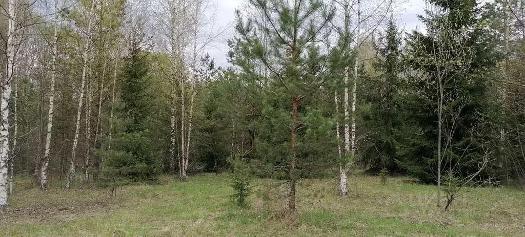 Участок в Новгородская область, Демянский муниципальный округ, д. ... - Фото 0