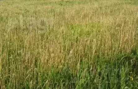 Участок в Санкт-Петербург пос. Понтонный, ш. Вознесенское (4.0 сот.) - Фото 1